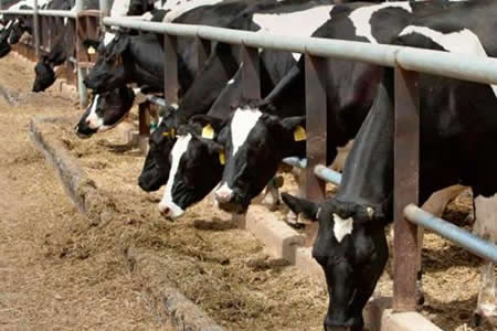 El precio de la leche en Europa sube en junio por quinto mes consecutivo
