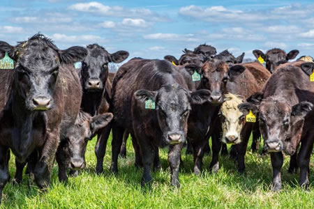  “Eliminar todos los animales y alimentarnos sólo de vegetales no es la solución al cambio climático”