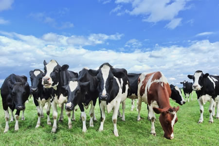 Producción de leche crecerá en los principales exportadores mundiales en 2021