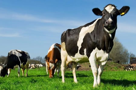 Las exportaciones lácteas de Nueva Zelanda llegarían a US$ 22 mil millones en 2030 