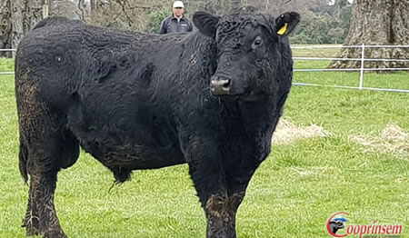 Cooprinsem realizó lanzamiento virtual del Catálogo de Toros de Carne 2021-2022