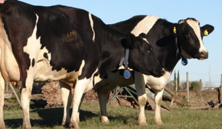 Matemática para hacer frente a la mastitis y sus costos