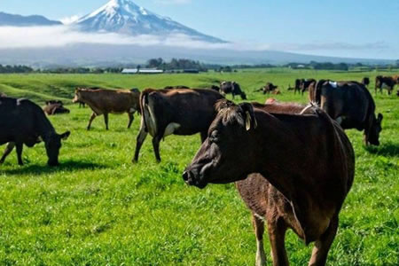 ¿Puede Nueva Zelanda cumplir con sus objetivos de emisiones de metano?