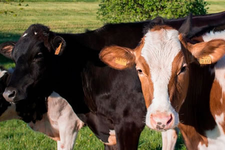 Industria lechera proyecta crecimiento y propone impulsar el consumo de lácteos nacionales