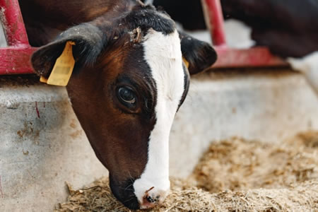 La industria láctea estadounidense lanza un programa piloto para apuntar a cero emisiones netas