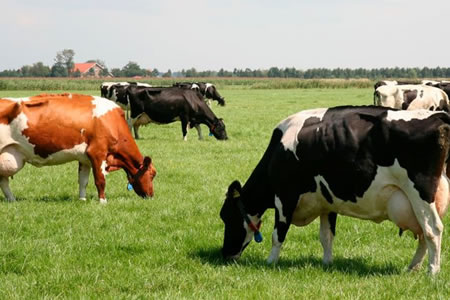 La leche vuelve a subir en Europa en julio