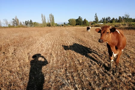 Aumento de los costos y escasez hídrica alertan al gremio ante impacto en los productores de leche  