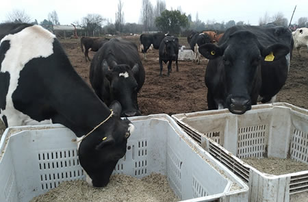 Graves trastornos denuncian productores lecheros de Ñuble por escasez de nieve y alza de insumos