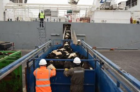 SAG Bío Bío certifica nuevo embarque de vaquillas desde Talcahuano Terminal Portuario