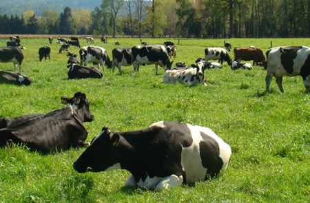 Iniciativa global: Sector lácteo avanza a un balance cero de carbono