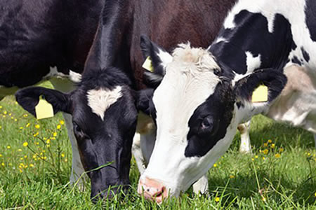 La producción de leche vuelve a crecer en la Unión Europea después de un comienzo de año lento