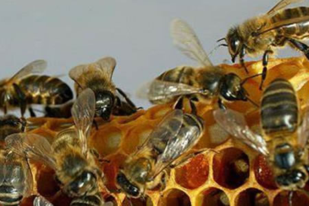 Por qué la producción de bebidas de almendras mata a millones de abejas