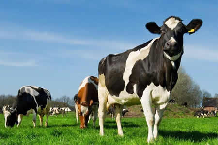 La producción de leche crece en los principales exportadores mundiales