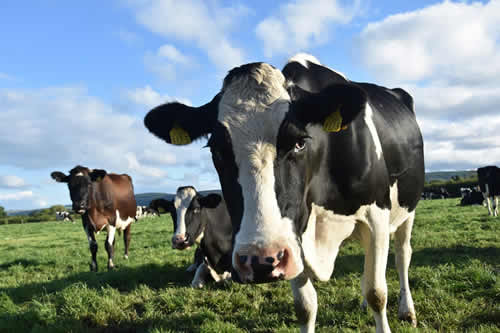 Ranking recepción de leche cruda de la industria láctea mayor, enero - junio de 2021