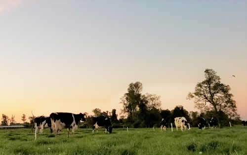 INIA busca alternativas integradas para disminuir emisiones de metano entérico en la producción de leche