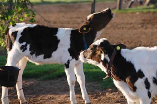 Protocolo de Bienestar Animal para el Sector Lácteo: Terneros y terneras 