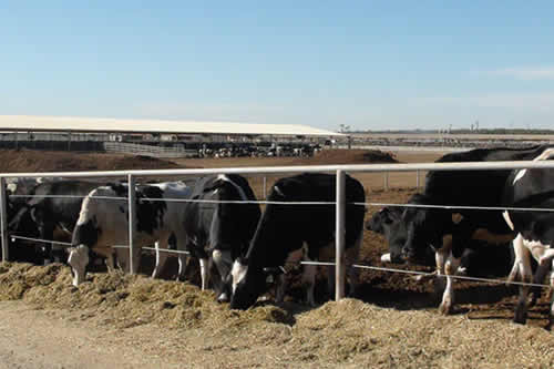 EE.UU: el USDA asiste a productores de leche en US$ 2.000 millones