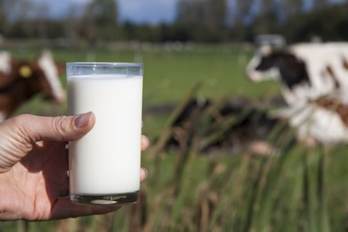 El índice de precios de los lácteos de la FAO registró ligera baja en agosto  