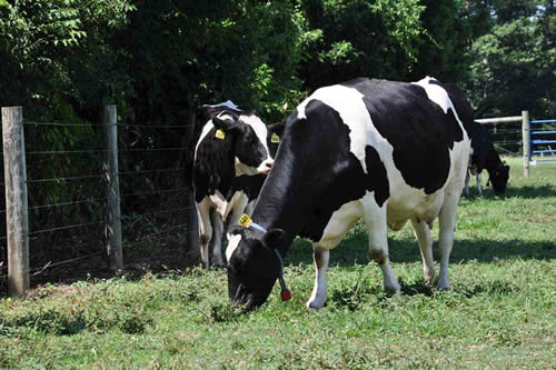 La producción de leche en la Unión Europa podría aumentar más de un 1% en el segundo semestre del año