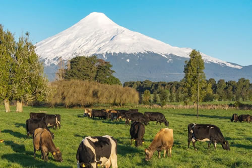 Chile Milk: La marca estratégica creada para posicionar la leche chilena en el mundo