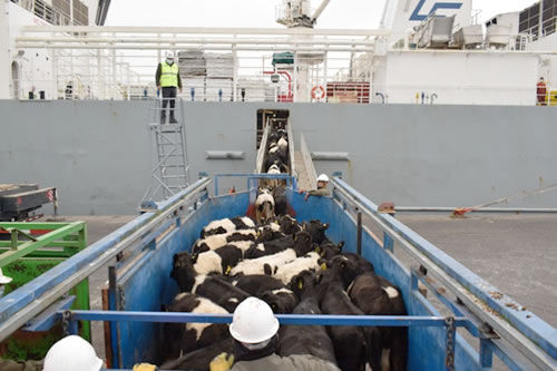 Puertos de Talcahuano se consolida como exportador ganadero de la zona centro sur de Chile 