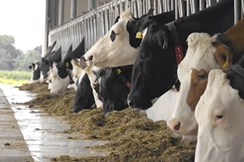 Brasil y Chile, primeros en autorizar aditivo para el ganado que reduce emisiones de metano