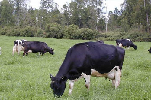 Recepción nacional de leche cruda cierra con una nula variación a julio de 2021  