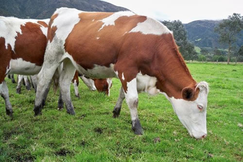 La producción de leche en el  mundo sube en un 1,0% entre enero -  julio de 2021