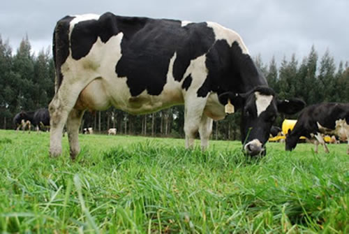 La producción de leche en Europa a julio cae un 0,1% en relación a la campaña previa