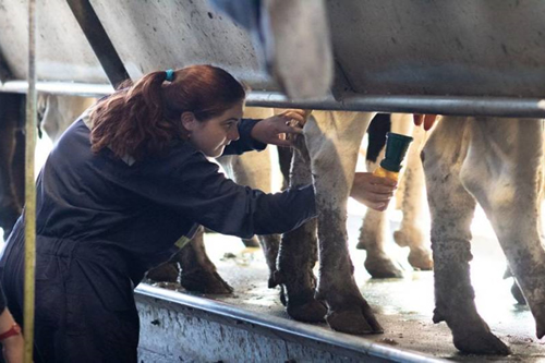 Prototipo para tratar leche en base a iones de cobre se adjudicó recursos FIC 2021