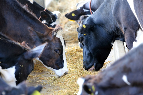 Nueva investigación revela que la harina de canola mejora la huella ambiental de la producción de leche