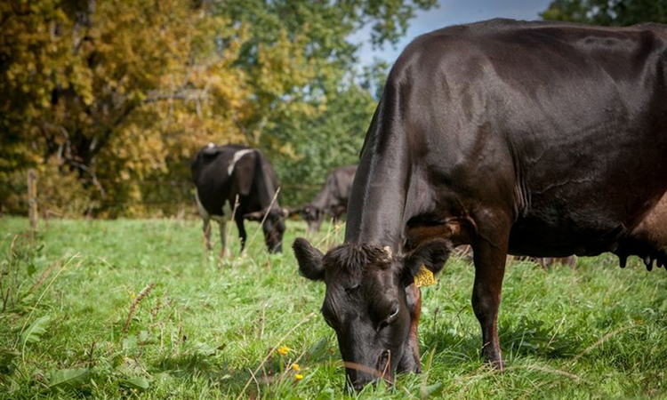 Situación regional en producción de leche con resultado mixto entre enero -julio  