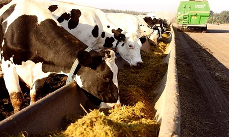 Alza en los precios de los insumos agrícolas: ¿cuál es la explicación?