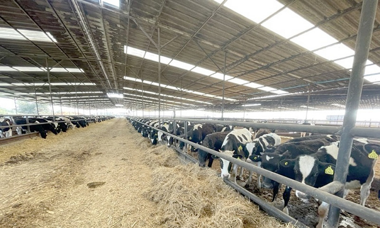 1.600 vaquillas van con destino a China desde el Maule