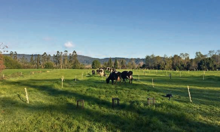 Producción de materia seca, calidad nutritiva y nivel de riego en praderas de Ballica y Bromo