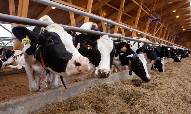 Net Zero, la iniciativa de la industria láctea de EE.UU. para demostrar que pueden ser carbono neutral 