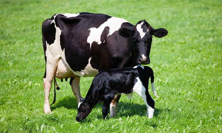 Recepción nacional de leche cruda acumula variación de un 0,1% entre enero -agosto de 2021 