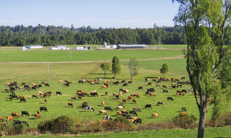 Interés de Campos Australes en Soprole