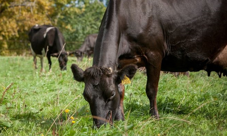 Un aditivo alimentario para vacas reduce hasta el 90% de la producción de metano que afecta al planeta