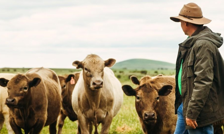 Ordeño una vez al día: la modalidad que están adoptando las granjas de Nueva Zelanda