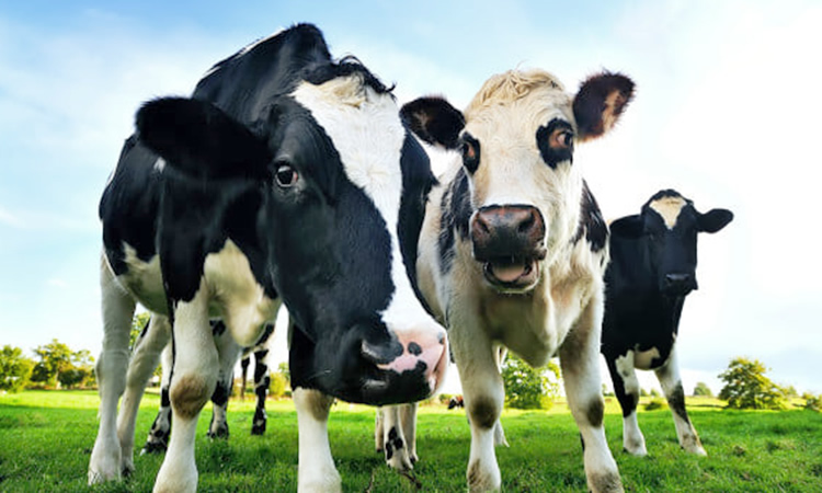 Informe lácteo de IFCN 2021: Impacto de la covid-19 en el sector lácteo