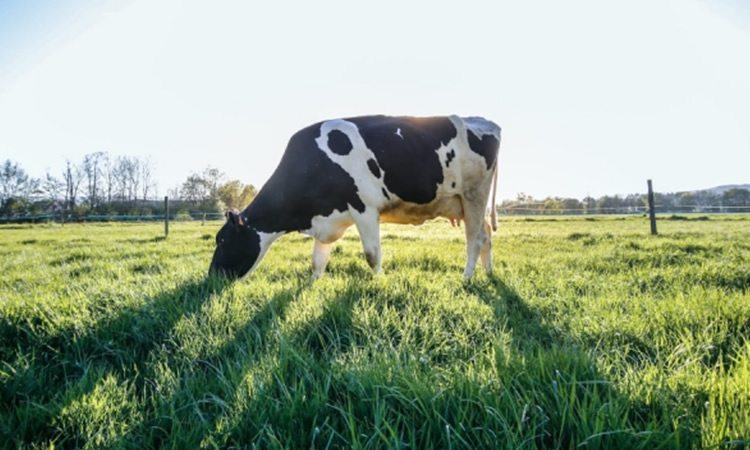 El suplemento de vitamina D puede mejorar la salud inmunológica de las vacas lecheras