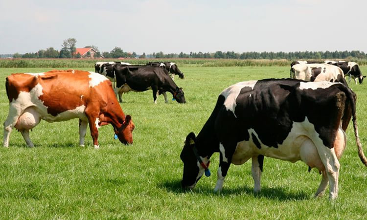 Evolución producción mundial de leche presenta un aumento de un 1,0% entre enero y agosto de 2021 