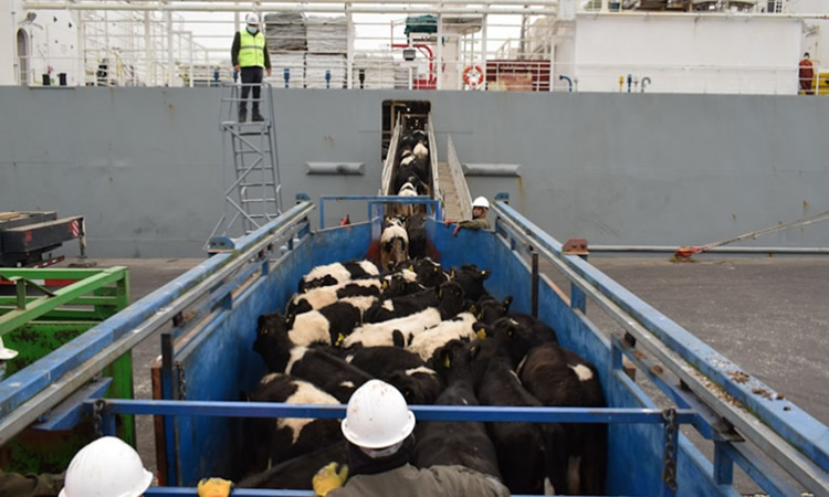 “El negocio de exportación de ganado en pie le ha dado estabilidad a la industria”