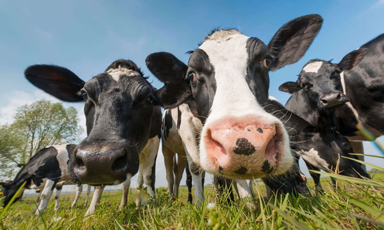Las vacas lecheras de EE. UU. son demasiado caras para alimentar, lo que hace que el rebaño se desplome
