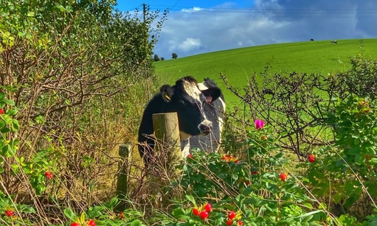 Arla Foods apunta a un crecimiento del 50% del negocio de lácteos orgánicos en el Reino Unido para 2026