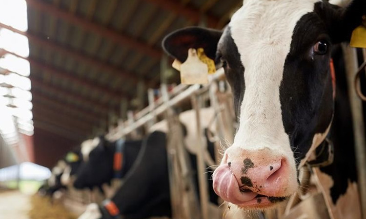 La producción de leche en Europa recupera la senda alcista 
