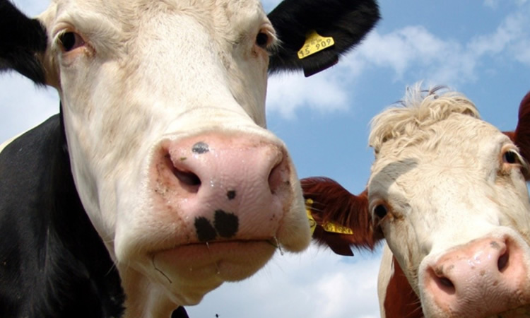 No hay diferencias entre la carne y la leche de vacas editadas genéticamente y de vacas convencionales