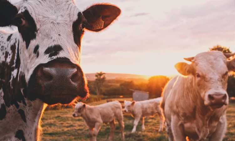 Percepción de consumidores de Chile frente a los productos de origen animal