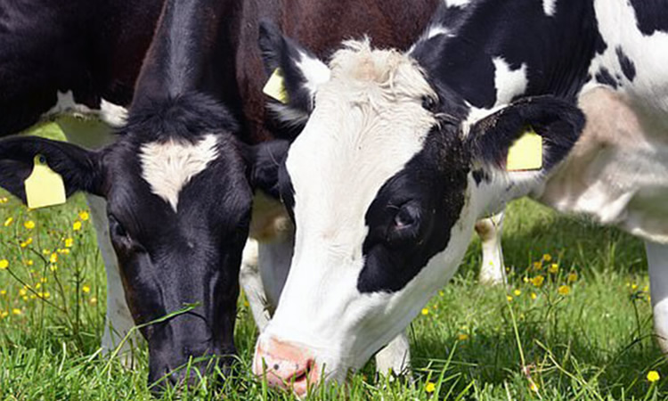 Aumentará la producción mundial de leche hasta finales de 2021